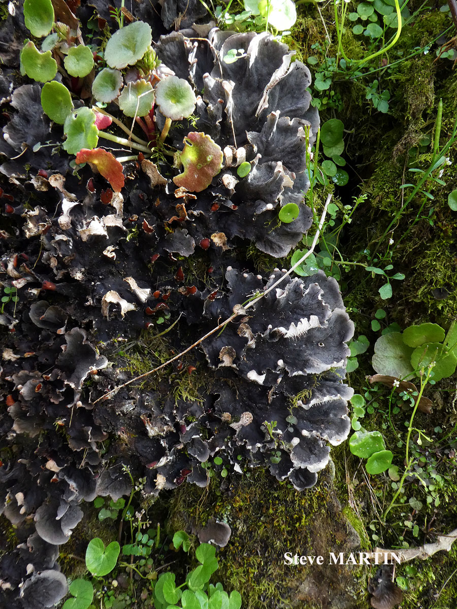Peltigera praetextata (Flörke ex Sommerf.) Zopf.